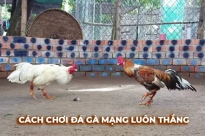 Hướng Dẫn Chi Tiết Cách Chơi Đá Gà Sabong Tại Hi88 Hiệu Quả