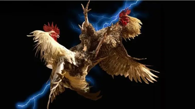 Hướng Dẫn Chơi Đá Gà Hi88 Dành Cho Bet Thủ Chuyên Nghiệp